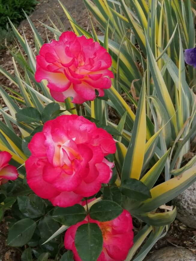 Fleur rosiers