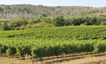 Visite de vignobles en Ardèche