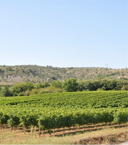 Visite de vignobles en Ardèche